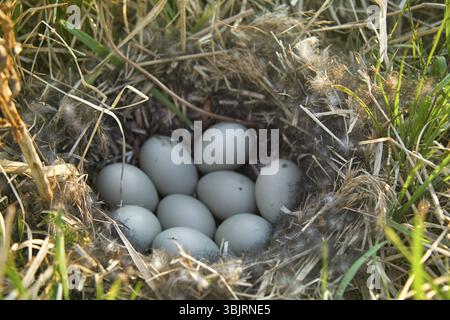 Stockenten Nest in trockenem Gras und der weichen. Ei auftritt Festlegung im April. Ostsee. Kupplung von neun weiße Eier Stockfoto