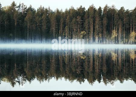 Reiche Auswahl an Farben der Herbst Wald am Ufer eines ruhigen See im leichten Nebel, Baum Spiegelungen im Wasser. Die Nostalgie der Herbsttage in Nord Stockfoto