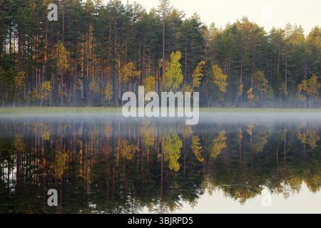 Reiche Auswahl an Farben der Herbst Wald am Ufer eines ruhigen See im leichten Nebel, Baum Spiegelungen im Wasser. Die Nostalgie der Herbsttage in Nord Stockfoto