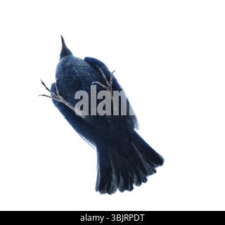 Ungewöhnlicher Winkel beim Fotografieren von Dingen und Tieren. Ansicht des Vogels von unten (ventrale Seite). Blackbird ist nicht der schwarze Schwan. Das Konzept eines nicht-trivi Stockfoto