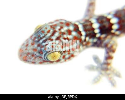 Ein grauer Toki Gecko (Gekko Gecko) auf weißem Hintergrund isoliert Stockfoto