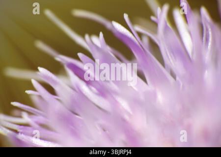 Sow-Thistle rosa Blume in der Sonne - Kanada Thistle (Cirsium arvense) - persistente Unkraut Stockfoto