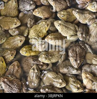 Chinesischer Bullfrog (Hoplobachus rugulosus) - Diese Frösche werden in Südostasien künstlich für die Nahrung gezüchtet. Thailändischer Markt. So genannte Feuchtmärkte Stockfoto
