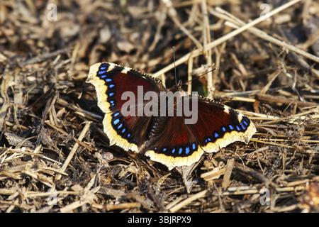 Trauermantel Schmetterling (Nymphalis antiopa) fliegt im frühen Frühjahr zu Beginn des Schreckens. Diese Schmetterlinge überwintern in der Imago-Bühne. Nord-E Stockfoto