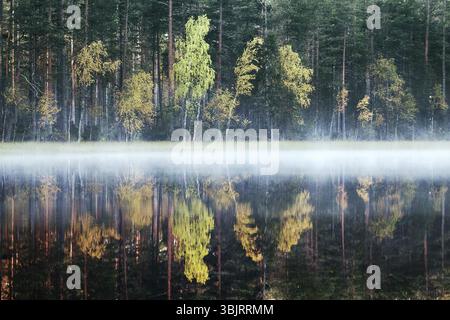 Reiche Auswahl an Farben der Herbst Wald am Ufer eines ruhigen See im leichten Nebel, Baum Spiegelungen im Wasser. Die Nostalgie der Herbsttage in Nord Stockfoto