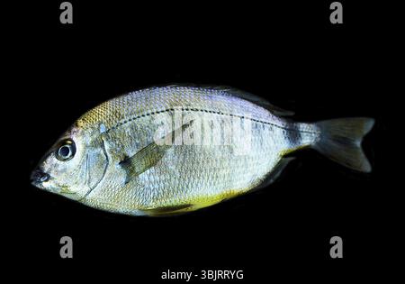 Seebrassen (Dorade, Sargus annularis) von der Küste der Krim am Schwarzen Meer. Portrait auf Schwarz Stockfoto