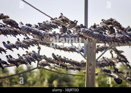 Eine große Anzahl von Blauen Tauben (indisch-Sri Lanka Taube, Columba Livia intermedia), die auf elektrischen Drähten und Drähten sitzen, sackt ab, Sri Lanka, Asien Stockfoto
