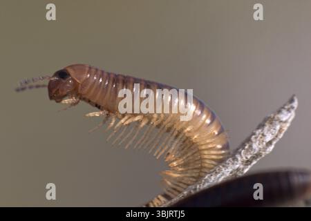 Centipede an der Schwarzmeerküste Gemüsefressende Tausendfüßler (Julidae, Pachyiulus flavipes). Makroaufnahme bei Nacht Stockfoto