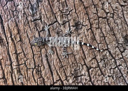 Ein grauer Toki Gecko (Gekko Gecko) auf dem Stumpf eines Thailandbaums. Nahaufnahme Stockfoto