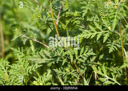 Ragweed closeup, gemeinsame Allergie Anlage Stockfoto