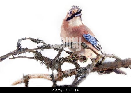 Gewöhnlicher jay (Garrulus glandarius) - Vogel auf weißem Hintergrund in verschiedenen Posen. Wald, Taiga Vögel, diebende Elster, schöner Vogel mit blauem Spiegel Stockfoto