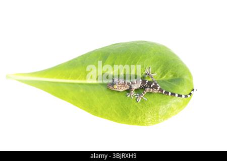 Ein grauer Toki Gecko (Gekko Gecko) auf weißem Hintergrund, isoliert auf grünem Blatt Stockfoto