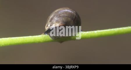 In der Nähe von Schnecke Ernährung und Klettern grün Schilf am Ufer des Polar Sea Stockfoto