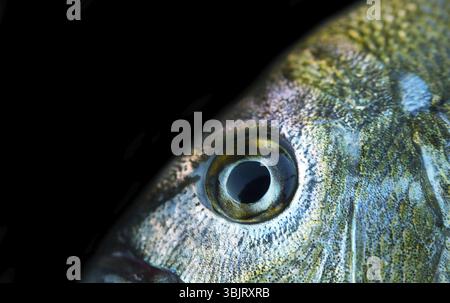 Seebrassen (Dorade, Sargus annularis) von der Küste der Krim am Schwarzen Meer. Brustbild auf Schwarz Stockfoto