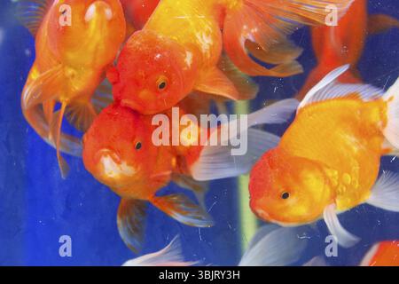 Goldfisch oder Goldener Karpfen, als Gegenstand der Zucht in zeremoniellen Teichen und Aquarien, Goldfischschale. Thailand Stockfoto