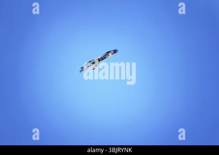 Silhouette des fliegenden Fischadels Pandion haliaetus auf blauem Himmel Hintergrund Stockfoto