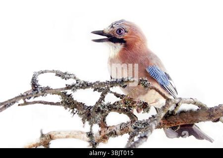 Gewöhnlicher jay (Garrulus glandarius) - Vogel auf weißem Hintergrund in verschiedenen Posen. Wald, Taiga Vögel, diebende Elster, schöner Vogel mit blauem Spiegel Stockfoto