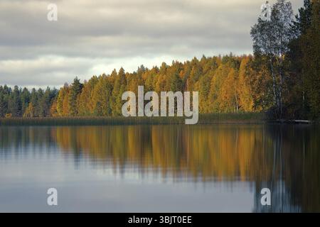 Reiche Auswahl an Farben der Herbst Wald am Ufer eines ruhigen See im leichten Nebel, Baum Spiegelungen im Wasser. Die Nostalgie der Herbsttage in Nord Stockfoto