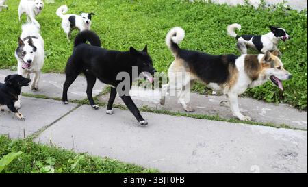 Pack streunende Hunde in einem Dorf auf einem grünen Rasen. Nachmittags auf der Hauptstraße spazieren Stockfoto
