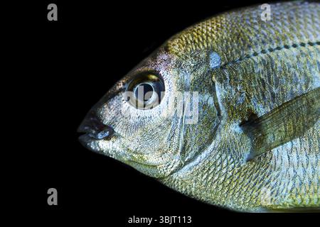 Seebrassen (Dorade, Sargus annularis) von der Küste der Krim am Schwarzen Meer. Brustbild auf Schwarz Stockfoto