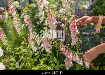 Nahaufnahme eines Blumenbauers, der im Sommergarten mit einer Gartenschere Fingerhandschuhe pflückt. Digitalis in der Blüte. Pfirsichrote Aprikosenblüten Stockfoto
