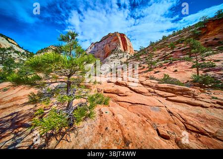 Einsame Kiefer auf rotem Sandstein mit Navajo-Formationen und Klippen-Perspektive Stockfoto