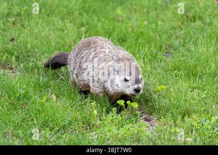Der nordamerikanische Biber in der Abenddämmerung sucht im grünen Gras nach Nahrung. Gattung Castor canadensis. Stockfoto