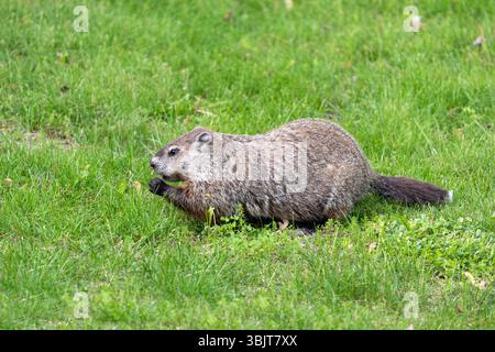 Der nordamerikanische Biber in der Abenddämmerung sucht im grünen Gras nach Nahrung. Gattung Castor canadensis. Stockfoto
