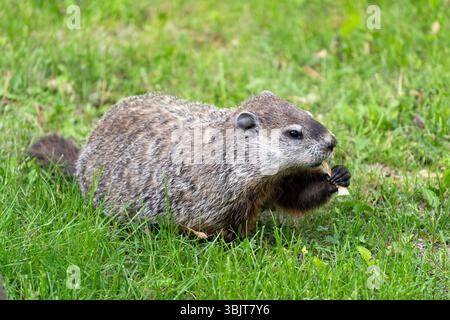 Der nordamerikanische Biber in der Abenddämmerung sucht im grünen Gras nach Nahrung. Gattung Castor canadensis. Stockfoto