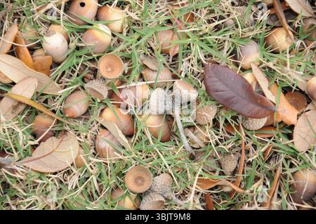 Abgefallene Eicheln und Herbstblätter verstreut über eine grasbewachsene Oberfläche. Stockfoto