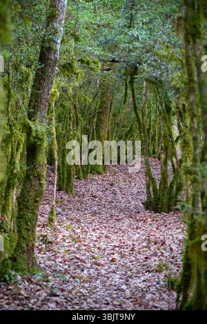 Pfad in einem grünen Wald mit Bäumen, die vollständig mit Moos und trockenen Blättern bedeckt sind Stockfoto