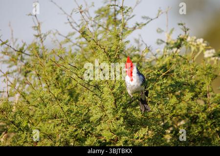 Rotkamm-Kardinal (Paroaria coronata), der auf einem Busch thront. Stockfoto