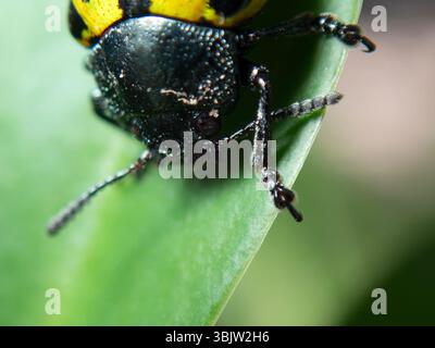 Ein Calligrapha-Mexicana-Käfer zeigt seine leuchtenden gelben und schwarzen Muster auf einem grünen Blatt. Diese Nahaufnahme zeigt komplizierte Deta Stockfoto