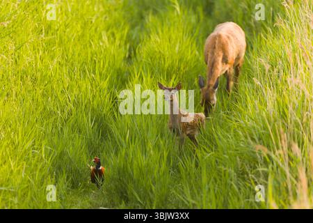 Rotwild Cervus elaphus, Kalb mit Blick auf den Fasan Phasianus colchicus, erwachsener Rüde, während sich die Hind im Schilf ernährt, Minsmere RSPB Reserve, Suffolk Stockfoto
