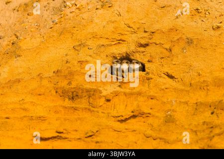 Sand martin Riparia Riparia, 3 Jungtiere am Nesteingang, Suffolk, England, Juni Stockfoto