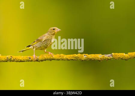 Europäischer Grünfink Carduelis chloris, Jungtier auf Flechtenzweig, Suffolk, England, Juni Stockfoto