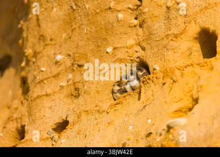 Sand martin Riparia Riparia, 4 Jungtiere am Nesteingang, Suffolk, England, Juni Stockfoto