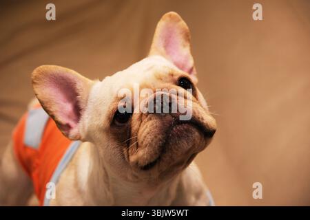 Niedliche französische Bulldogge Haustier Kopf aus der Nähe Stockfoto