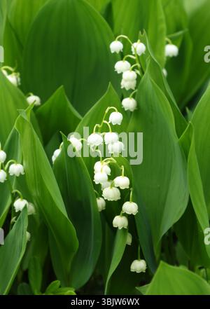 Schöne Maiglöckchen des Tales, weiße Blumenglocken blühen Stockfoto
