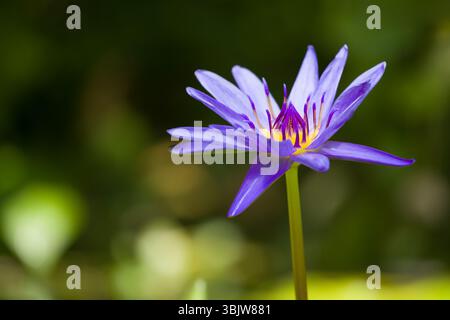 Wunderschöne dunkelviolette Seerose in einem exotischen Garten Stockfoto