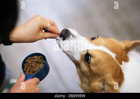 Hochwinkel-Nahaufnahme eines walisischen Corgi, der aus der Hand des Besitzers ein Leckerbissen nimmt Stockfoto
