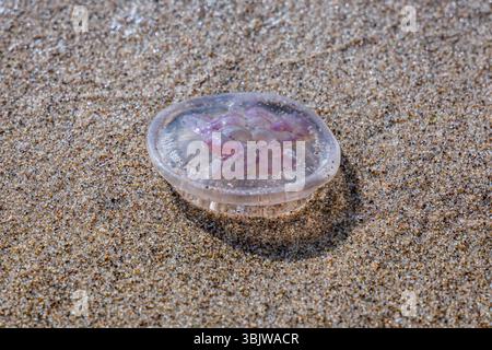 Seegelee an einem Strand im Naturschutzgebiet Mewia Lacha auf der Insel Sobieszewo in der Bucht von Danzig in der Ostsee, Polen Stockfoto