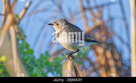 Männliches weißes Gespräch auf Grasstängel mit blauem Himmel und unordentlichem Hintergrund in Victoria, Australien Stockfoto