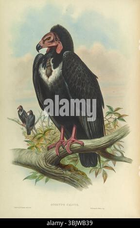 Der Rotgeier (Sarcogyps calvus, hier Otogyps calvus), auch bekannt als der asiatische Königsgeier oder Pondicherry-Geier, ist ein bedrohter Vogel, der auf dem indischen Subkontinent und Teilen Südostasiens beheimatet ist. Diese Art ist an ihrem unverwechselbaren roten Kopf und ihrem schwarzen Gefieder zu erkennen und hat in den letzten Jahrzehnten einen erheblichen Bevölkerungsrückgang erlebt. Aus Birds of Asia von John Gould Band I, der 1850 veröffentlicht wurde, wurden die Platten von Gould, William Matthew Hart, H. C. Richter und Joseph Wolf illustriert und lithographiert und von Hullmandel und Walton gedruckt Stockfoto