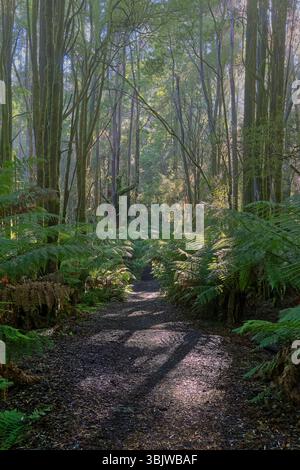 Vertikales Bild des Sonnenlichts am frühen Morgen entlang des Wanderweges im fernen Regenwald mit Nebel und Nebel und Schatten von Baumstämmen Otway, Victoria, Australien Stockfoto