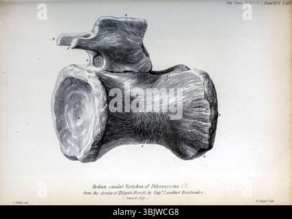 Median Caudal Wirbel von Pelorosaurus aus den Schichten des Tilgate Forest von Mantell, Gideon Algernon, 1790–1852; Royal College of Surgeons of England veröffentlichte 1850 Pelorosaurus (was „monströse Echse“ bedeutet) ist eine Saurier-Gattung. Die Überreste von Pelorosaurus stammen aus der frühen Kreidezeit vor etwa 140 bis 125 Millionen Jahren und wurden in England und Portugal gefunden. Stockfoto