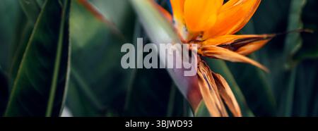 Wunderschöne Blume strelitzia reginae, Paradiesvogel, der in einem Garten wächst. Stockfoto