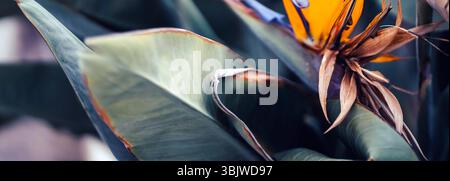 Wunderschöne Blume strelitzia reginae, Paradiesvogel, der in einem Garten wächst. Stockfoto