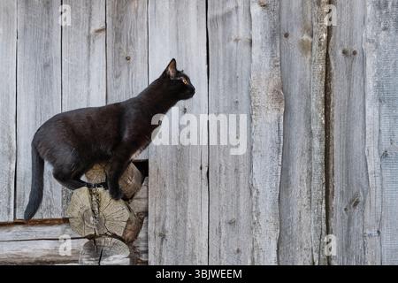 Eine alarmierte schwarze Katze, die von einer rustikalen Holzwand springen will. Natürliche katzenartige Agilität vor verwitterter Holzkulisse. Stockfoto