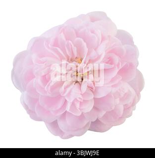 Wunderschöne rosafarbene Rose von oben. Gartenblumen ausgeschnitten, einschließlich Schnittpfade. Stockfoto